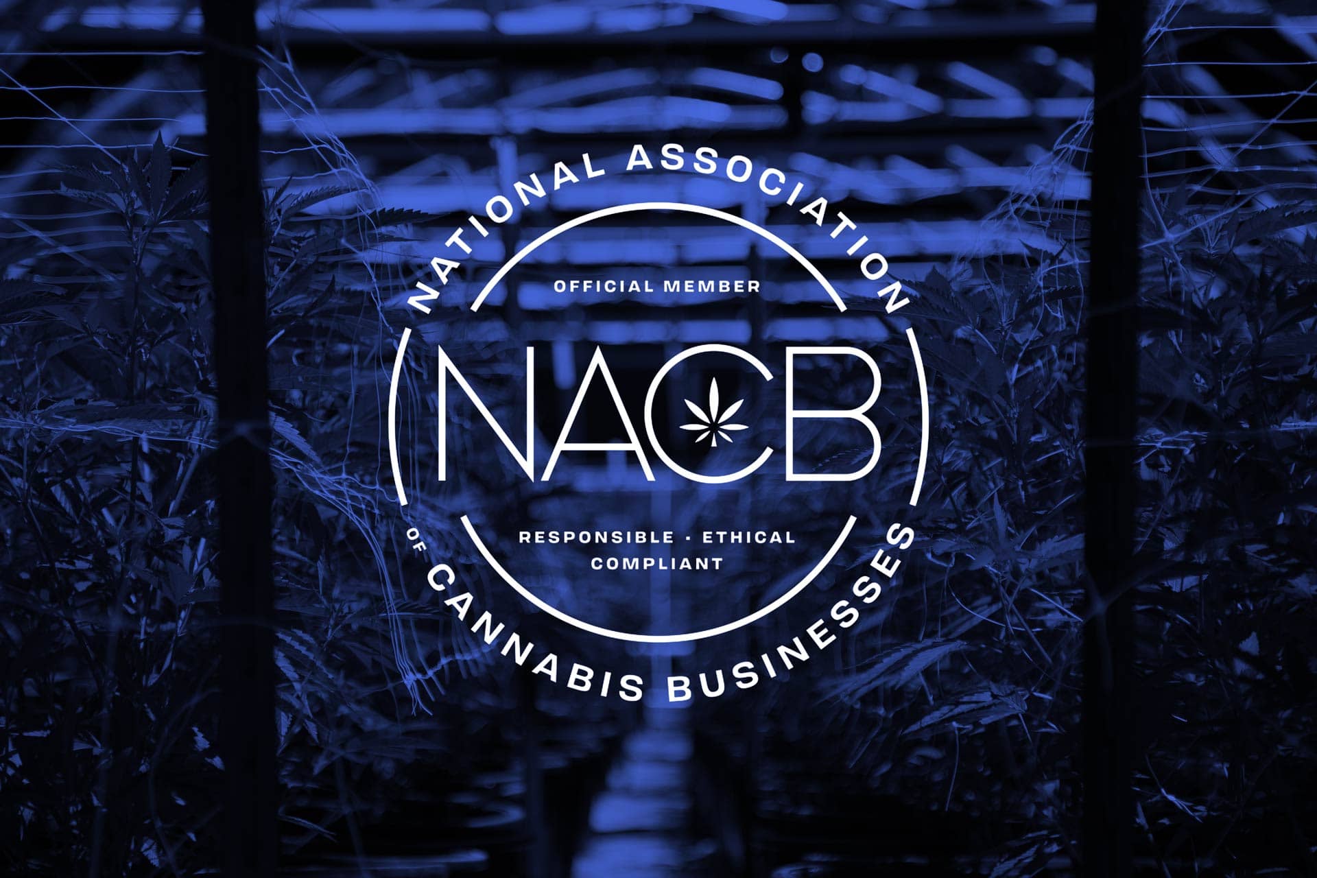 nacb national association cannabis businesses member