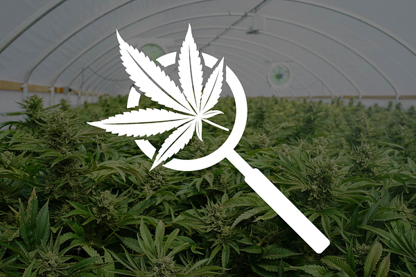 our favorite cannabis hemp businesses directories seo blog